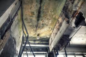 Best Mold Odor Removal Services  in Chapel Hill, TN